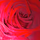 Rose for you