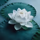 white lotus