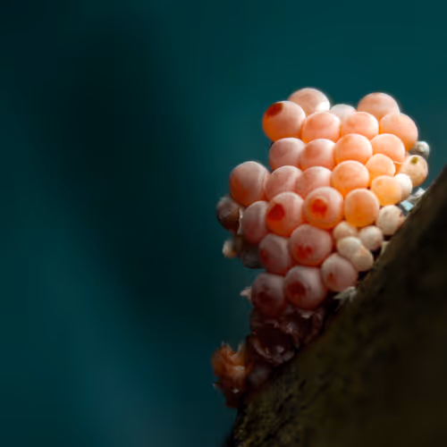 Snail Eggs