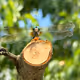 My pet Dragon fly