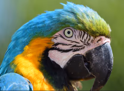 Parrot