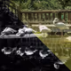 Dream Reflection