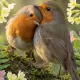 birdsss