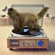 Feline Groovy