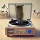 Feline Groovy