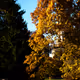 Autumnal Match
