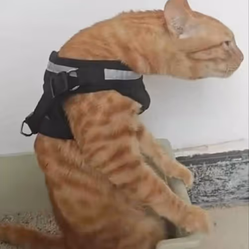 C CAT