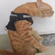C CAT