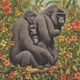 Coco Apes