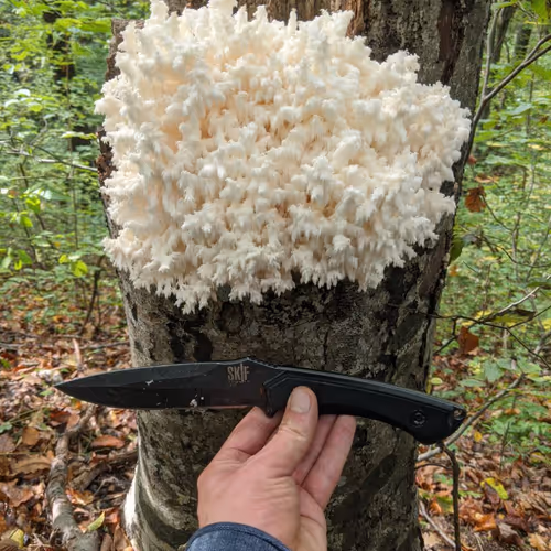 Mushrooms of Ukraine