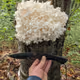 Mushrooms of Ukraine