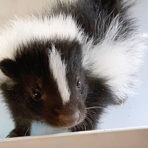 skunk5