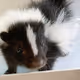 skunk5