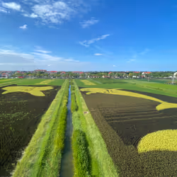 field