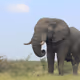 Gigantic elephant