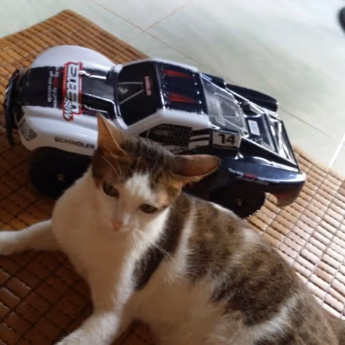 Cute cat