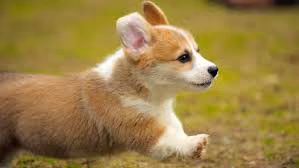 Corgi