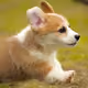 Corgi