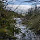 Grass in the Skye