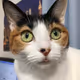 goodcat