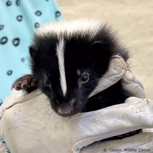 skunk9