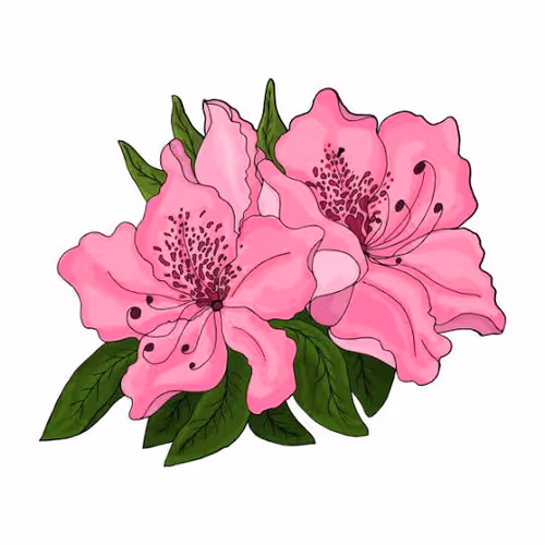 azalea
