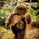 Endor cat