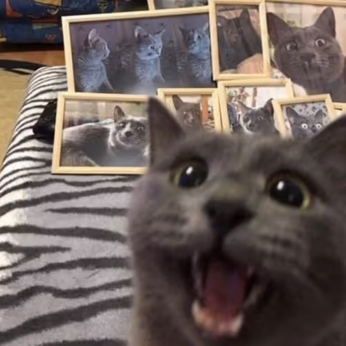 surprised cat