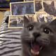 surprised cat