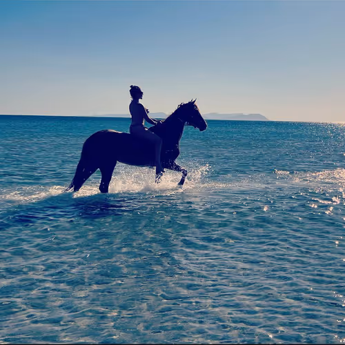 seahorse