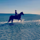 seahorse
