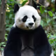 Lovely Panda