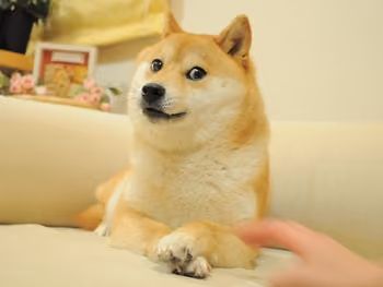DOGE