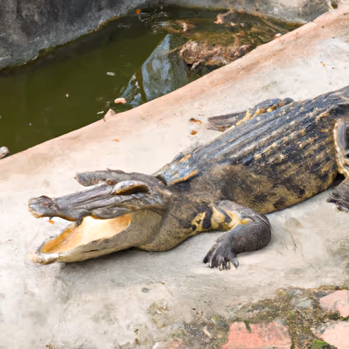 Crocodile