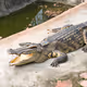 Crocodile