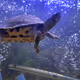 Turtle Sama