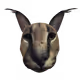 Floppa