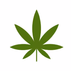 Smoke Weed Everyday Chronic