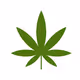 Smoke Weed Everyday Chronic