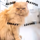 cutie cat