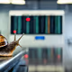 snail travels