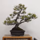 $Bonsai