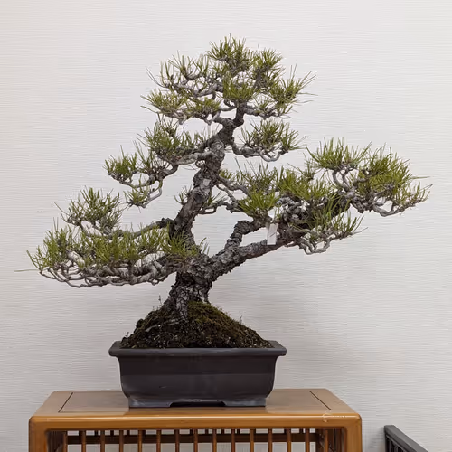 $Bonsai