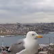 WhiteBirds Party