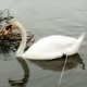 The White