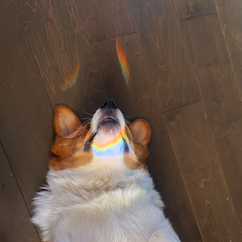 Snoot booped through the rainbow