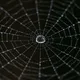 Silken Symphony