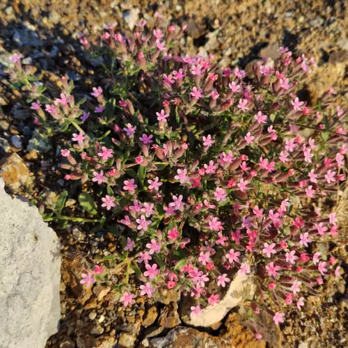 Wildflower