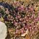 Wildflower