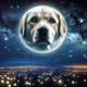 dog moon